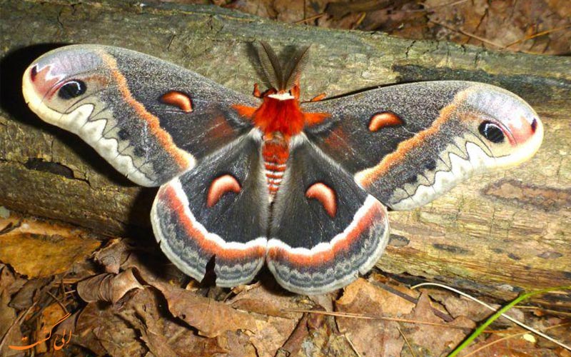 انواع گونه های پروانه ها