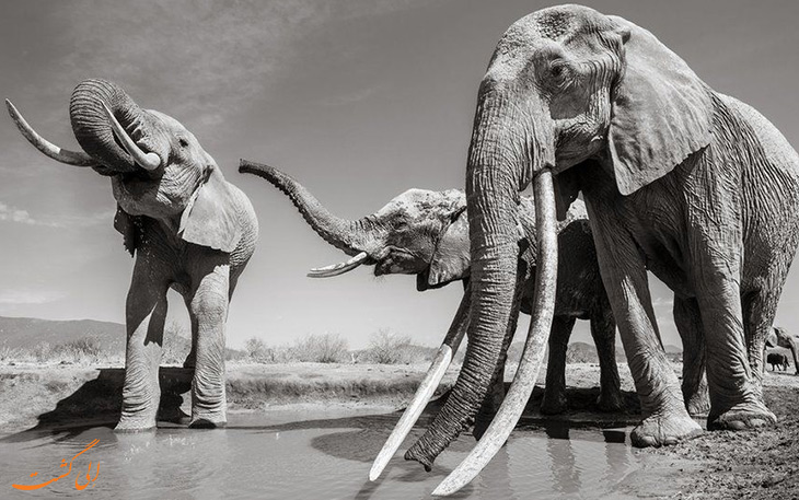 عکاسی از فیل های آفریقا