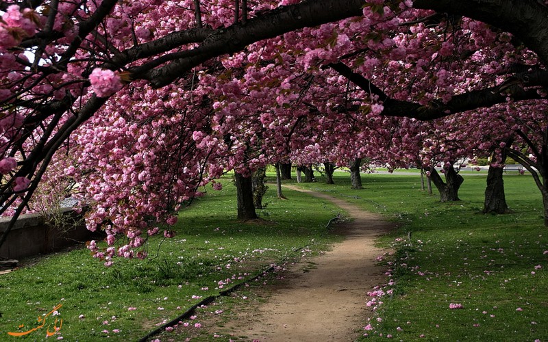 شکوفه های گلاس در پارک میل ریور