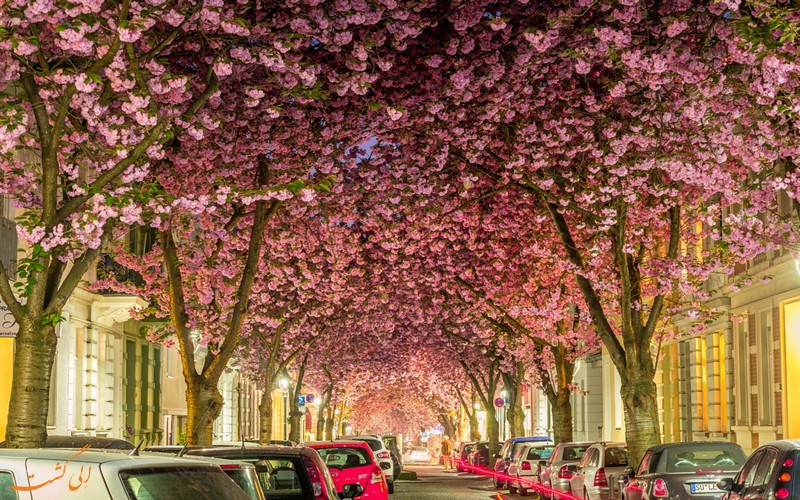 شکوفه ها در خیابان
