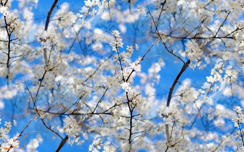 تصاویر طبیعت بهاری زیبا