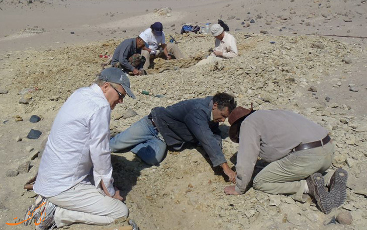 کشف فسیل نهنگ در پرو