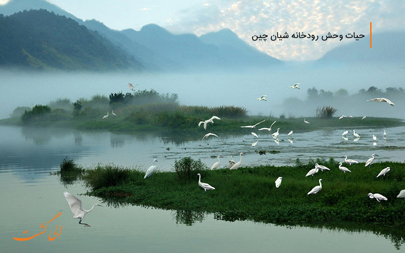 رودخانه ای کریستانی و پرندگان مهاجر چین-رودخانه های چین