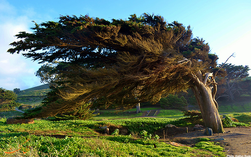 تصویر درختی عظیم الجثه در برابر باد شدید