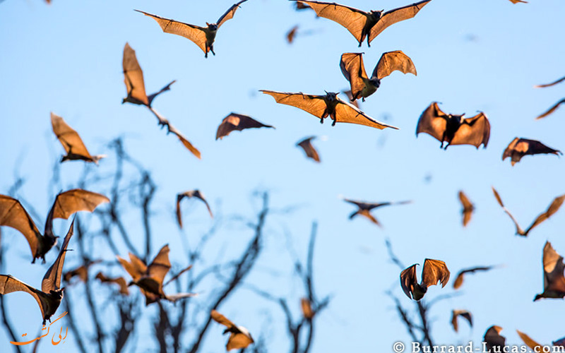 بزرگترین مهاجرت در دنیا مربوط به مهاجرت هوایی خفاش ها می شود