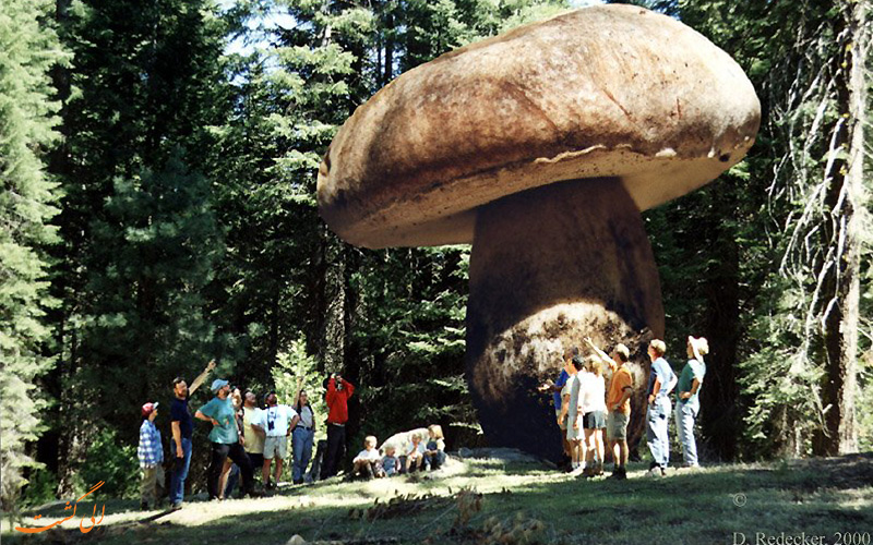 آیا می دانستید بزرگترین ارگانیسم جهان یک قارچ است؟